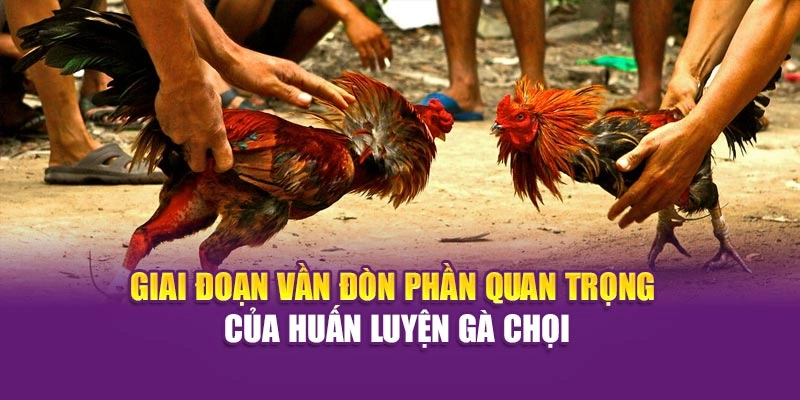 Huấn Luyện Gà Chọi – Bí Quyết Rèn Chiến Kê Cùng Hi88 Giai đoạn vần đòn – phần quan trọng của huấn luyện gà chọi