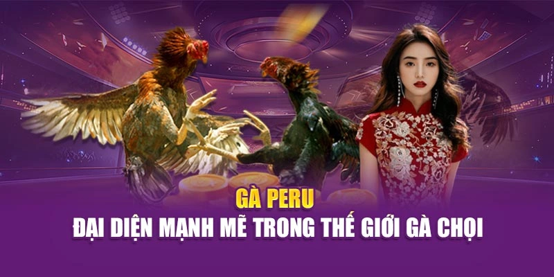 Thế Giới Gà Chọi – Khám Phá Sân Chơi Cá Cược Cùng Hi88 Gà Peru – đại diện mạnh mẽ trong thế giới gà chọi