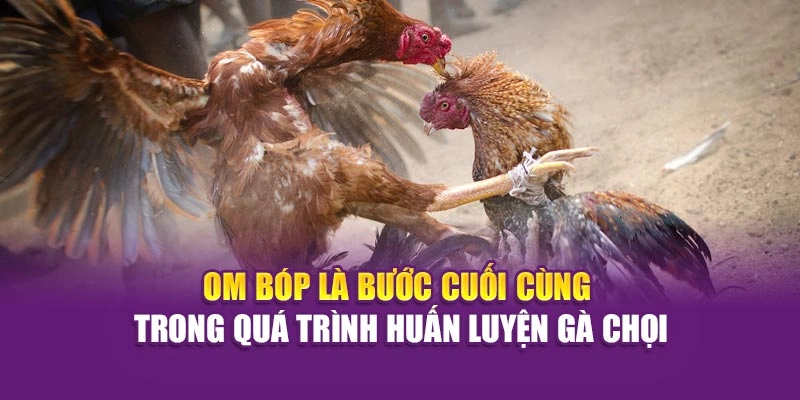 Huấn Luyện Gà Chọi – Bí Quyết Rèn Chiến Kê Cùng Hi88 Om bóp là bước cuối cùng trong quá trình huấn luyện gà chọi