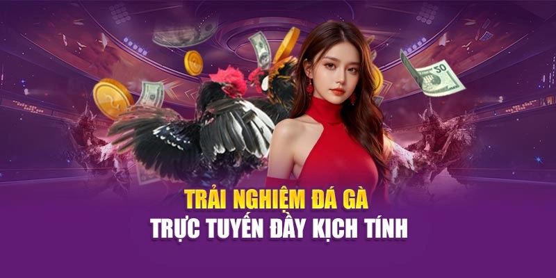 Thế Giới Gà Chọi – Khám Phá Sân Chơi Cá Cược Cùng Hi88 Trải nghiệm đá gà trực tuyến đầy kịch tính